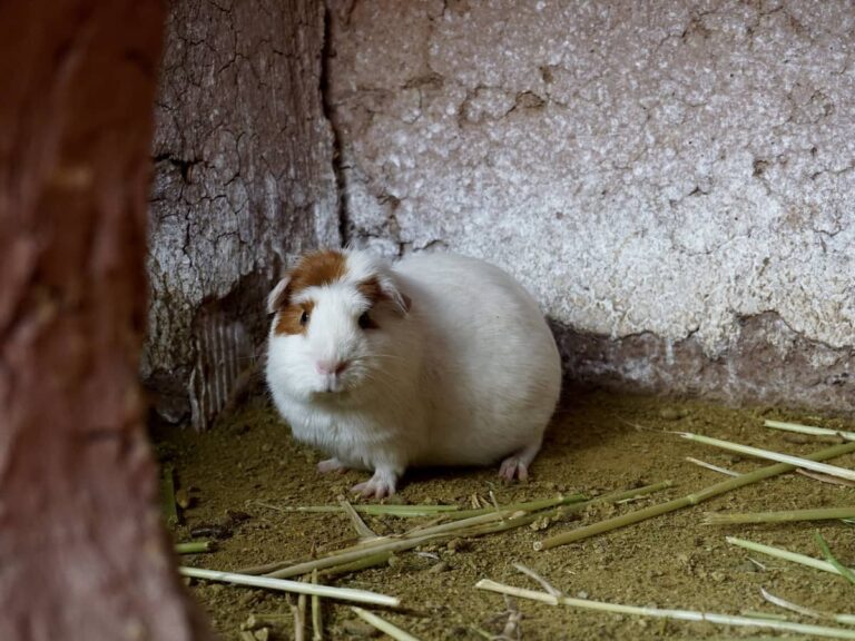 Cuy In Peru